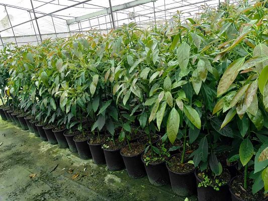 Árbol De Aguacate Hass En Maceta | Campo De Benamayor