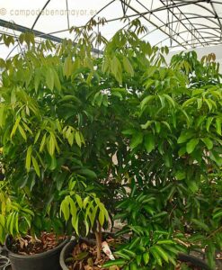 Árbol de lichi con 4 años en maceta de 65 litros