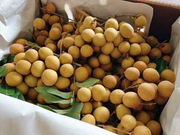 fruta del longan Kohala