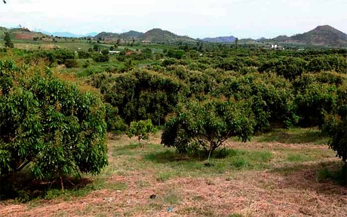 huerto árboles de longan