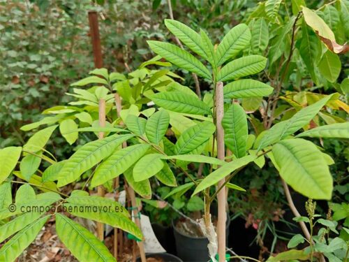 Árbol de longan, detalle de la copa