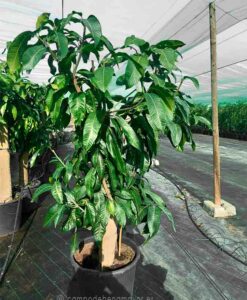 Árbol de mango Keitt con 7-8 años