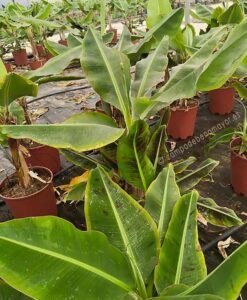 Plataneras canarias en maceta