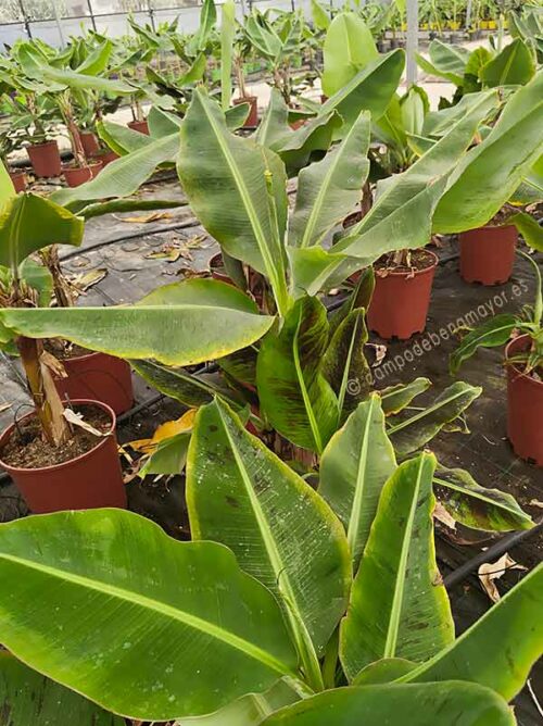 Plataneras canarias en maceta